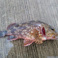 渋いキスの反応